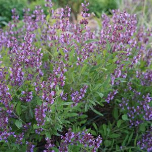 Шалфей лекарственный "Extrakta"