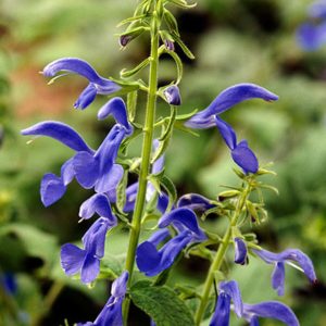 Шалфей отклонённый "Blue Angel"