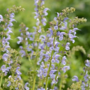 Шалфей луговой Ballet-Series "Sky Dance"