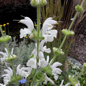 Шалфей серебристый