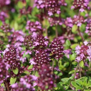 Тимьян ползучий