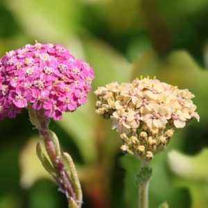 Тысячелистник обыкновенный "Summer Pastels"