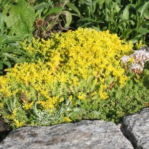 Очиток едкий