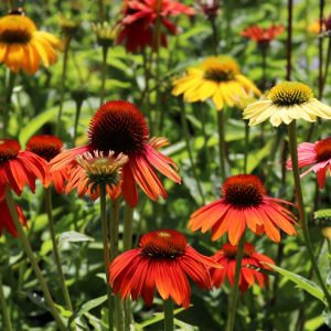 Эхинацея пурпурная "Cheyenne Spirit"
