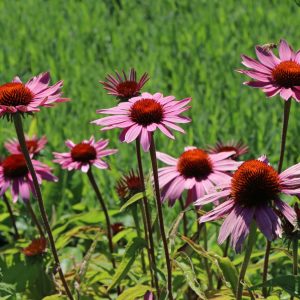 Эхинацея пурпурная "Verbesserte Leuchtstern"