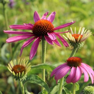 Эхинацея пурпурная "Rubinstern"