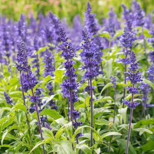 Шалфей мучнистый "Victoria Blue"