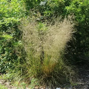 Щучка дернистая