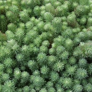 Очиток Форстера "Silver Stone"