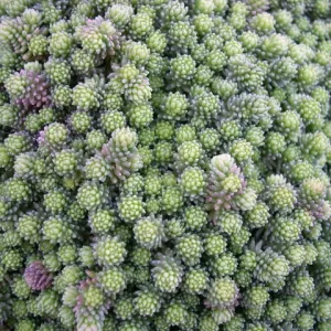 Очиток шестирядный