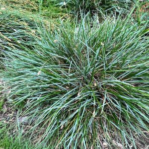 Сеслерия голубая