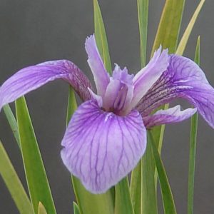 Ирис щетинистый ssp. сanadensis