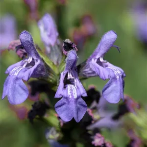 Шалфей лавандолистный