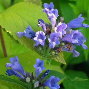 Котовник полусидячий "Blue Dreams"