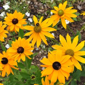 Рудбекия волосистая "Indian Summer"