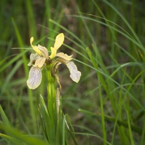 Ирис вонючий