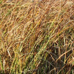 Осока песчаная