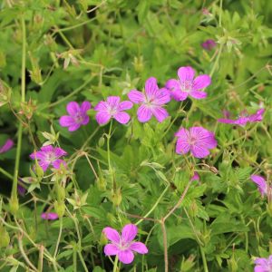 Герань болотная