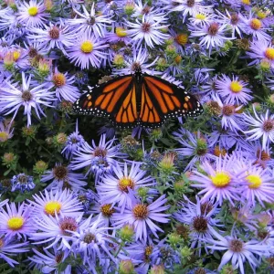 Астра эффектная