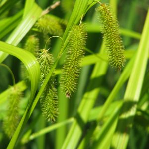 Осока ложносытевая