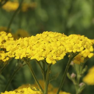 Тысячелистник войлочный "Aurea"