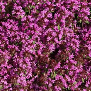 Тимьян ползучий "Magic Carpet"