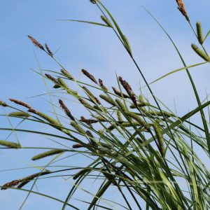 Осока береговая