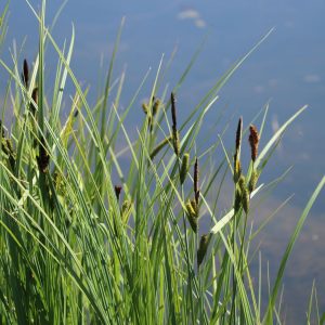 Осока береговая