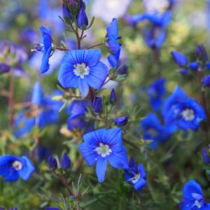 Вероника армянская