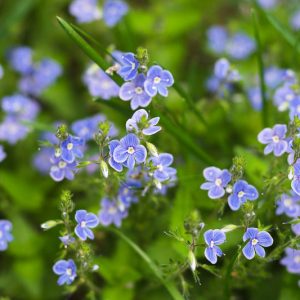 Вероника поточная