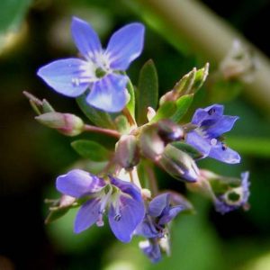 Вероника поточная