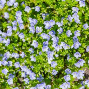 Вероника ползучая