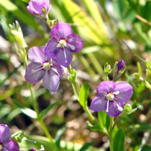 Вероника кустарничковая