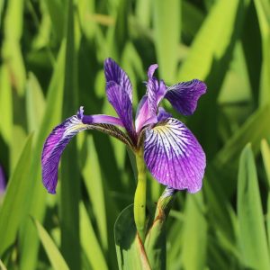 Ирис версиколор