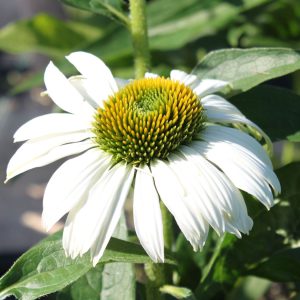 Эхинацея пурпурная "Primadonna White"