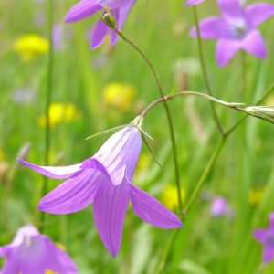 Колокольчик раскидистый