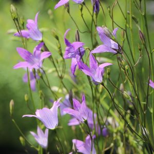 Колокольчик раскидистый