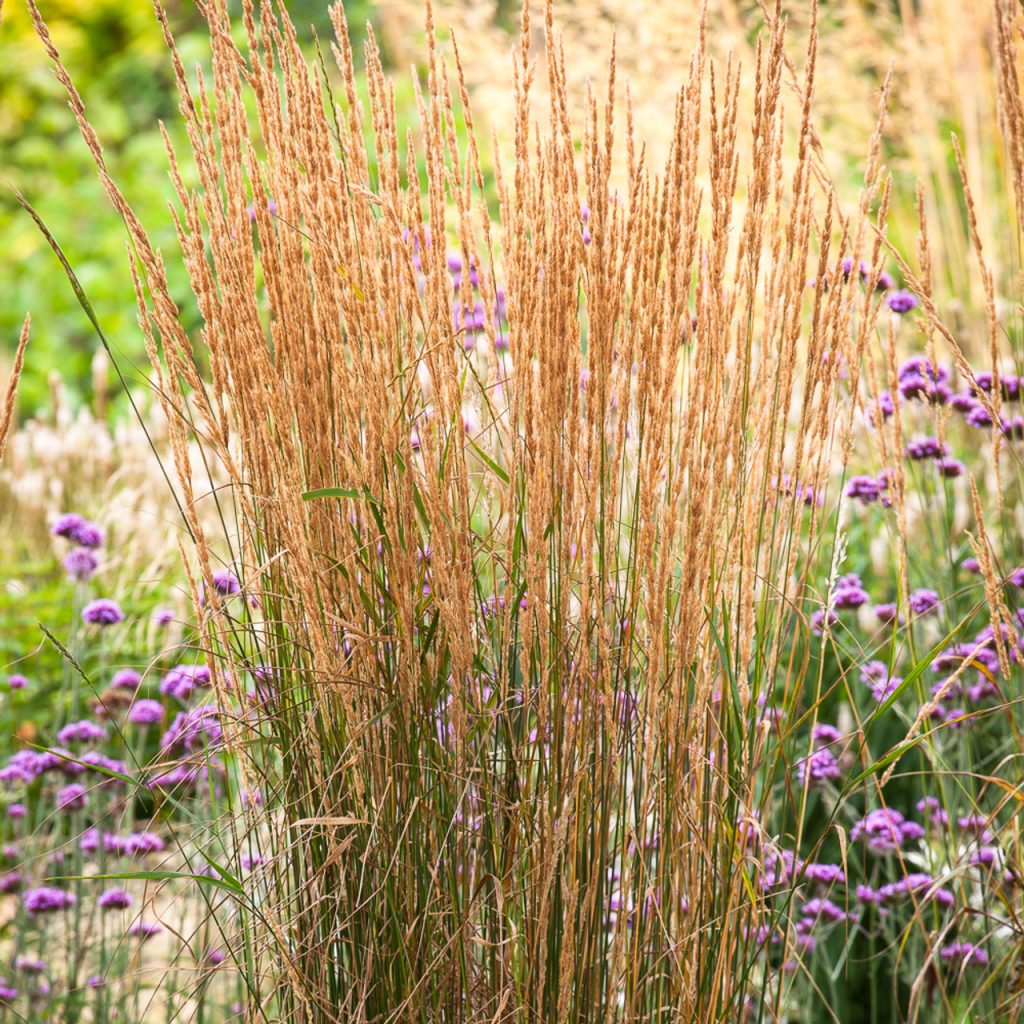 Calamagrostis acutiflora 'Karl Foerster'