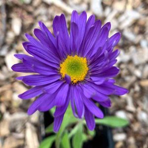 Aster alpinus `Dunkle Schöne`