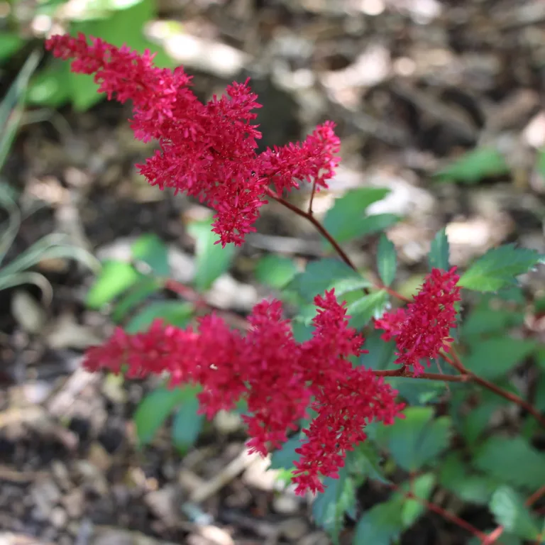 Astilbe arendsii Fanal
