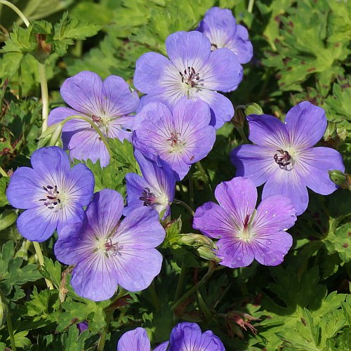 Geranium hybride 'Rozanne'
