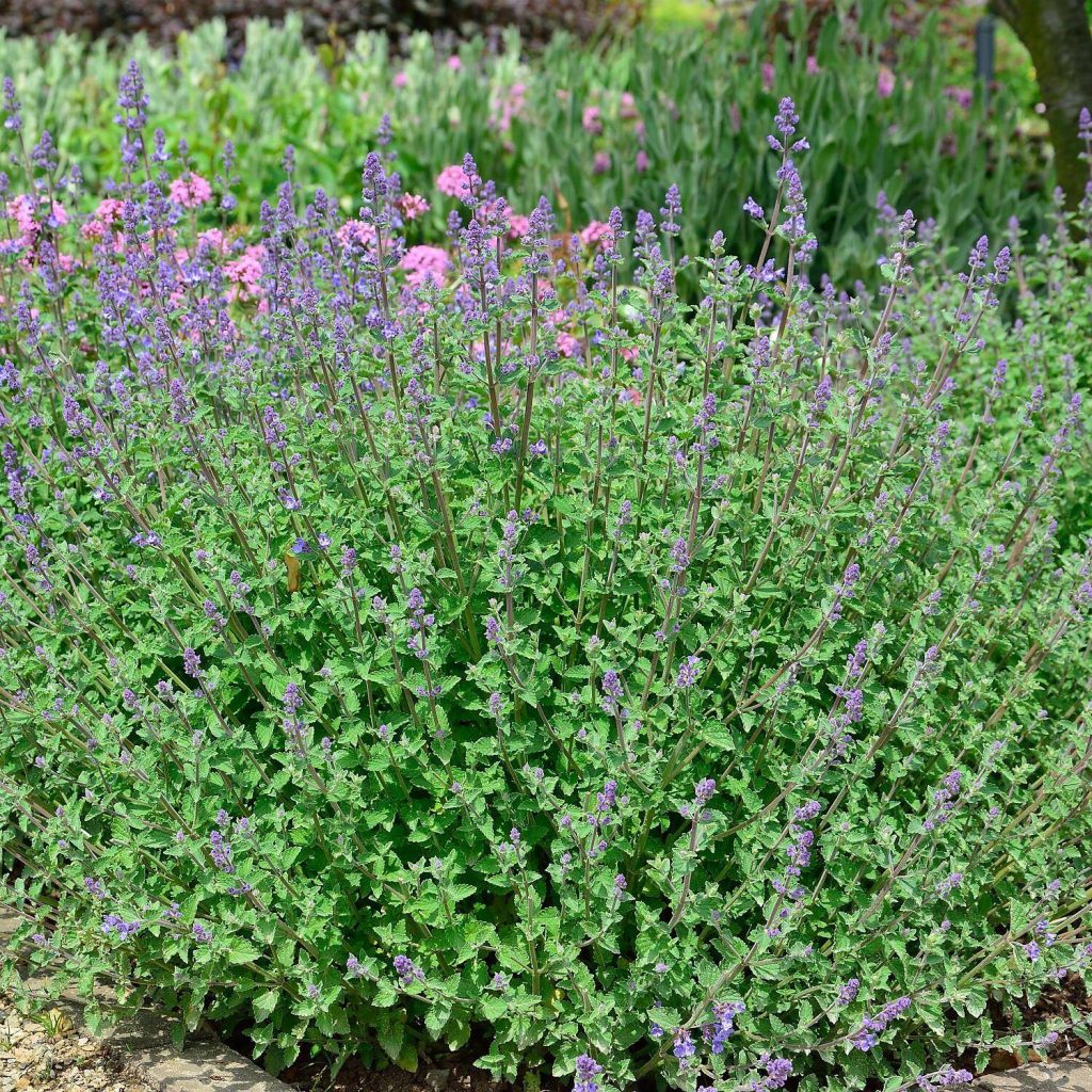 Nepeta faassenii Kit Cat