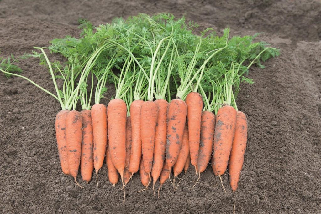 Морковь Bejo Autumn King 2 - Vita Longa