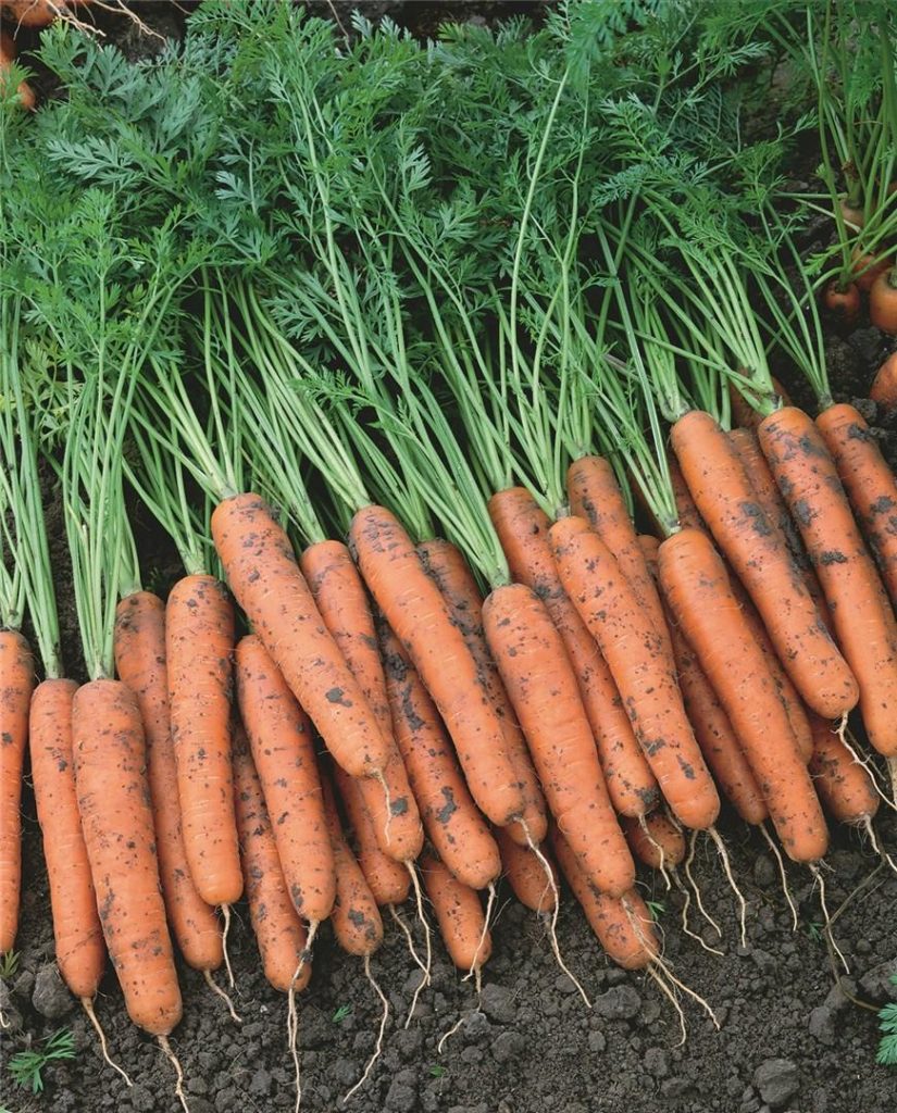 Морковь Bejo Napoli