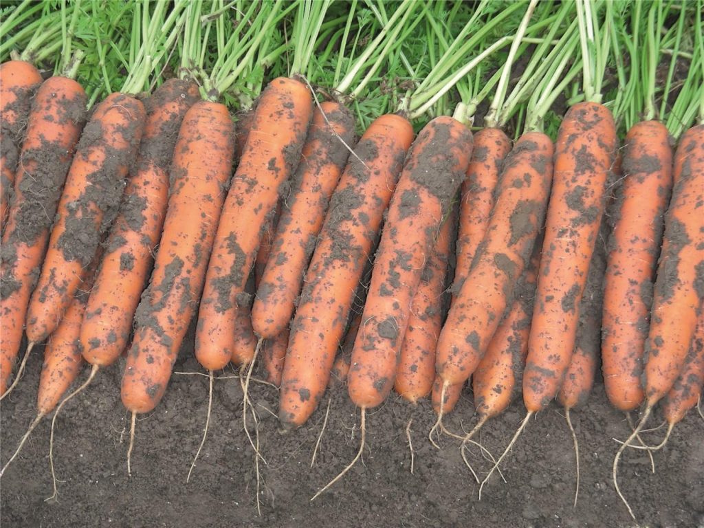 Морковь Bejo Niland PREC 2,0-2,2