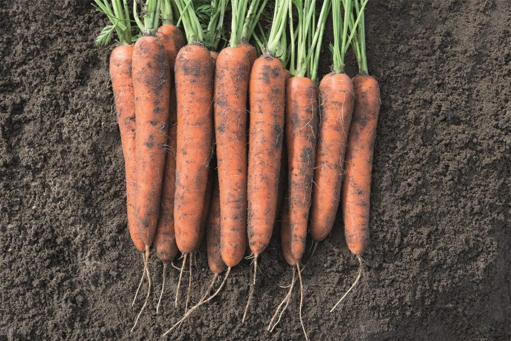 Морковь Bejo Norway PREC 1,8-2,0