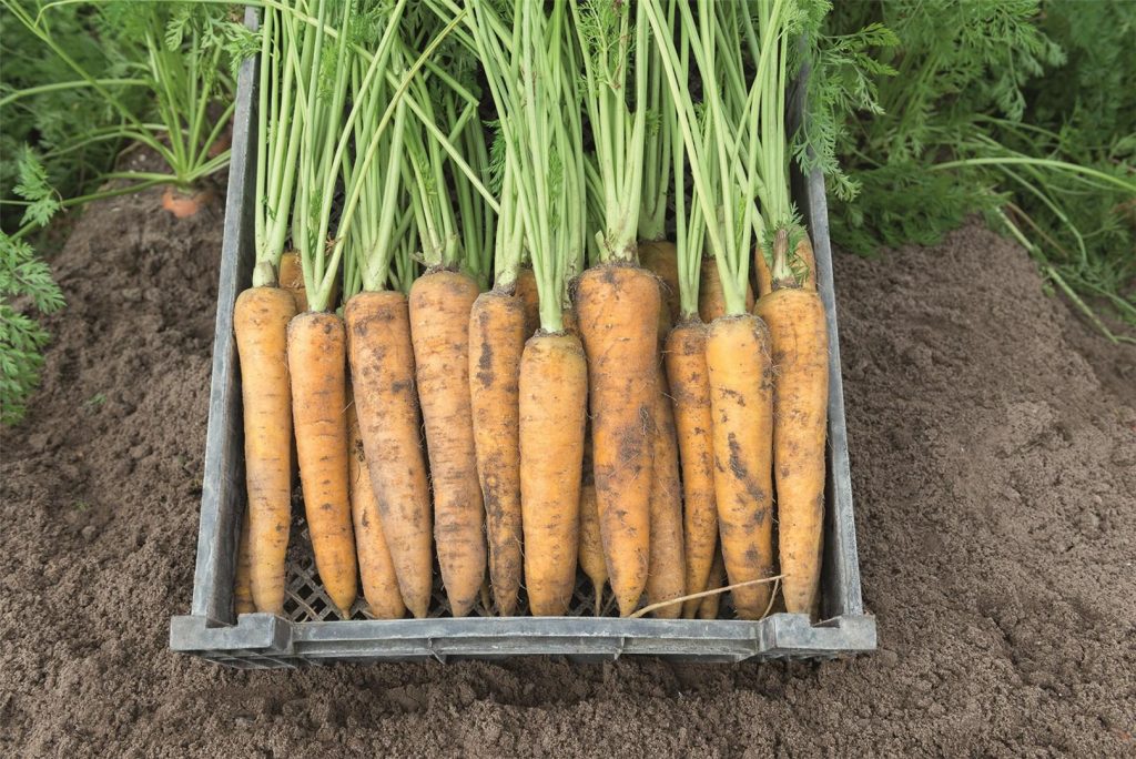 Морковь Bejo Yellowstone BIO